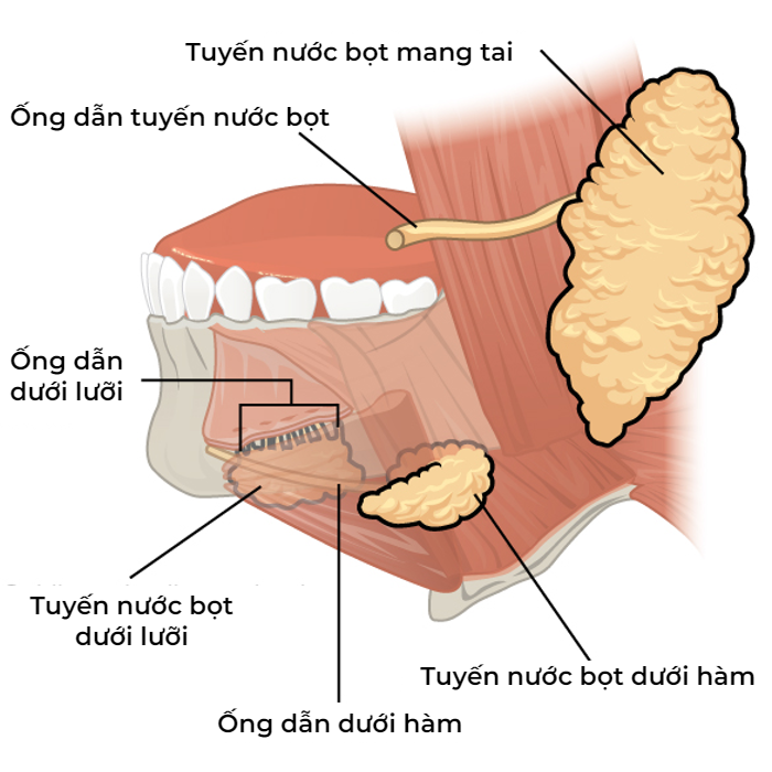 tuyến nước bọt